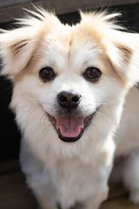 smiling dog