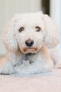 sad dog